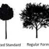 Robinia pseudoacacia tortuosa - Lace Lady - Image 3