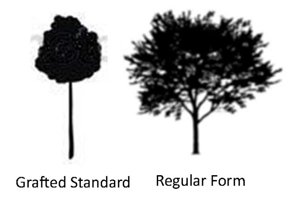 Robinia pseudoacacia tortuosa - Lace Lady - Image 3