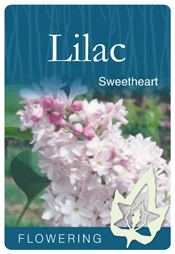 Syringa vulgaris 'Sweetheart' - Pink Flowering Lilac