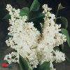 Syringa x hyacinthiflora 'Cora Brandt' - White Flowering Lilac - Image 2