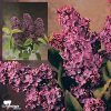 Syringa vulgaris 'Congo' - Purple Flowering Lilac - Image 2