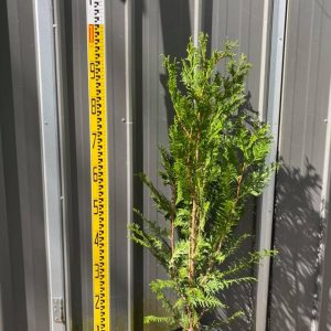 Thuja plicata fastigiata - Upright Red Cedar
