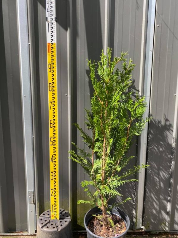 Thuja plicata fastigiata - Upright Red Cedar