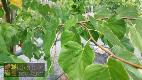 Tilia cordata - Linden Tree