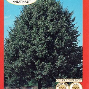Tilia cordata - Greenspire™