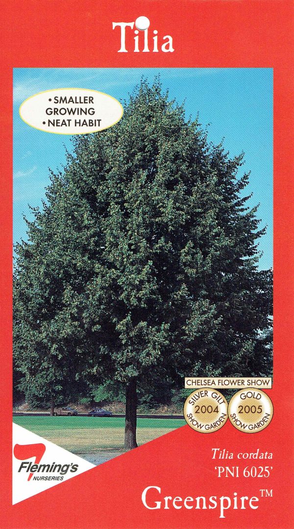Tilia cordata - Greenspire™