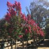 Lagerstroemia indica x faurei - Tuscarora Crepe Myrtle - Image 2