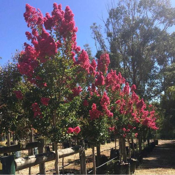 Lagerstroemia indica x faurei - Tuscarora Crepe Myrtle - Image 2
