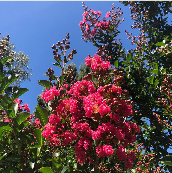 Lagerstroemia indica x faurei - Tuscarora Crepe Myrtle - Image 4