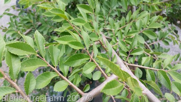 Ulmus parvifolia - Chinese Elm - Image 5
