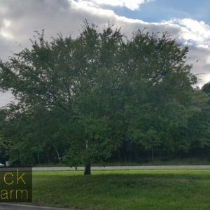 Ulmus parvifolia - Chinese Elm
