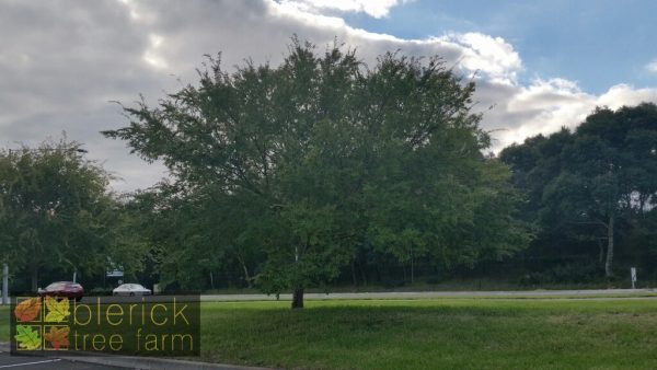 Ulmus parvifolia - Chinese Elm - Image 3