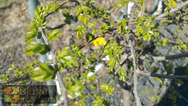 Ulmus parvifolia - Chinese Elm - Image 4