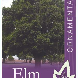 Ulmus procera - English Elm