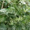 Ulmus minor variegata - Silver Elm - Blerick Tree Farm