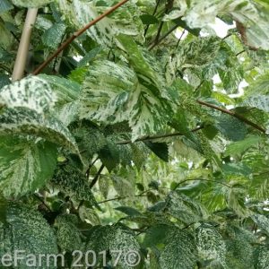 Ulmus minor variegata - Silver Elm