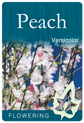 Prunus persica 'Versicolor' - White & Pink Flowering Peach
