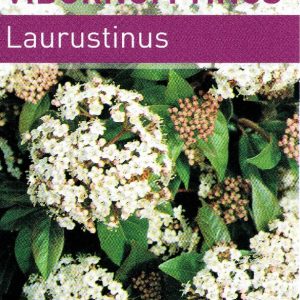 Viburnum tinus - Laurustinus