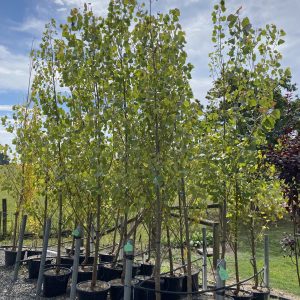 Populus - WA Evergreen