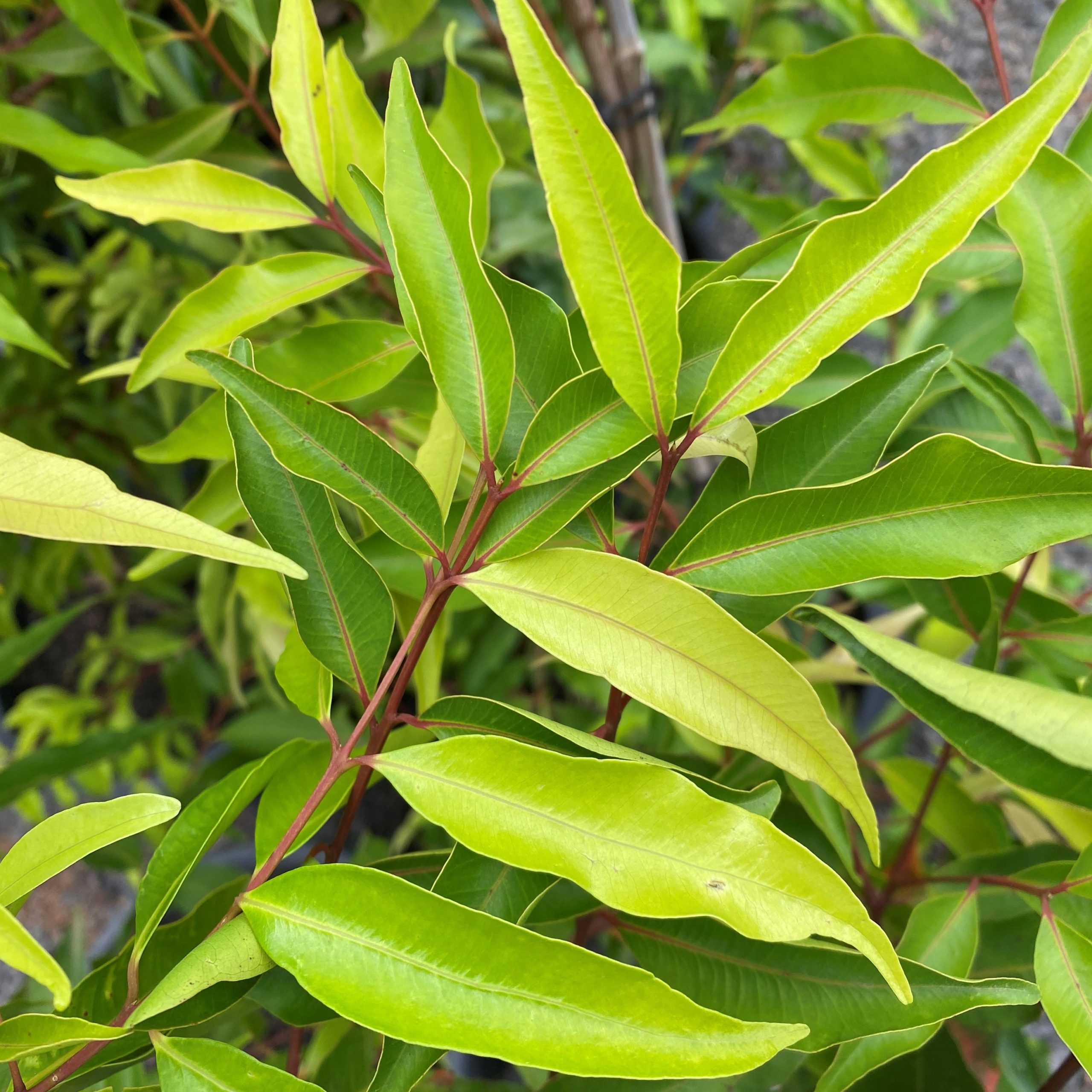 Waterhousia floribunda - Weeping Lilly Pilly - Blerick Tree Farm