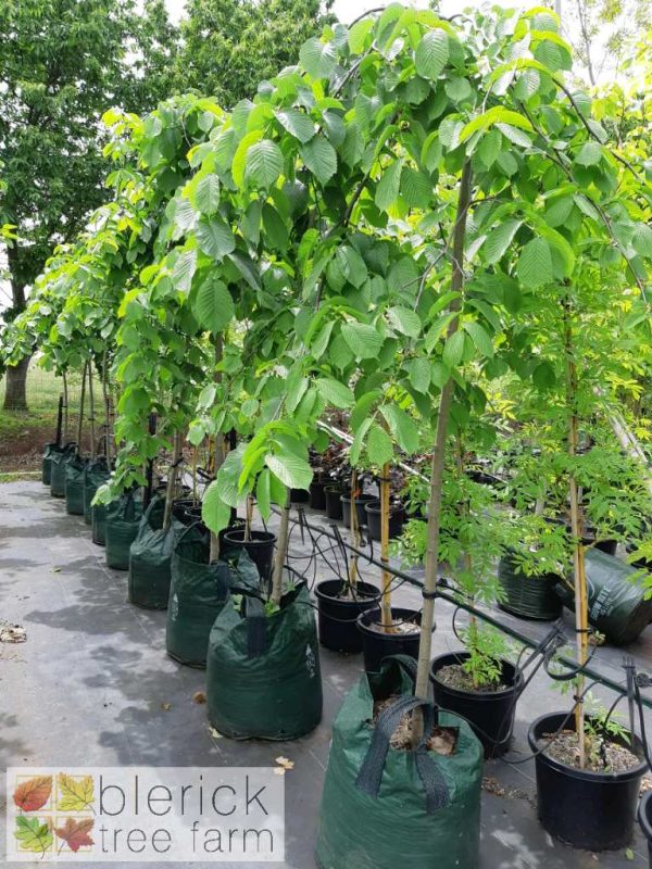 Ulmus glabra 'Camperdownii' - Weeping Elm