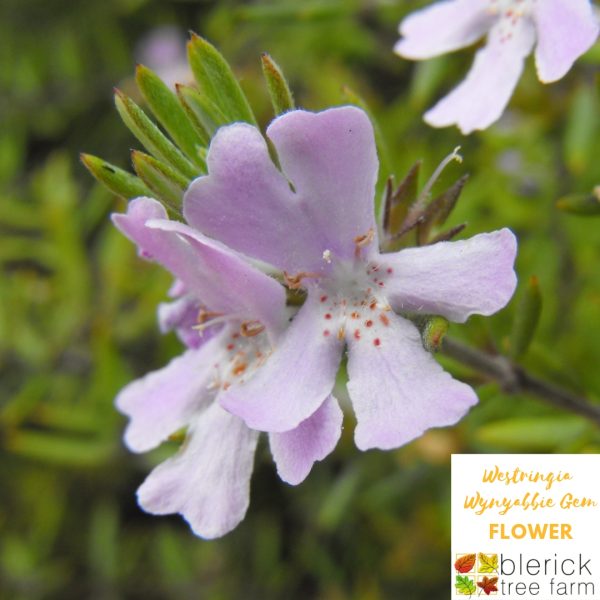 Westringia fruticosa - Wynyabbie Gem - Image 2