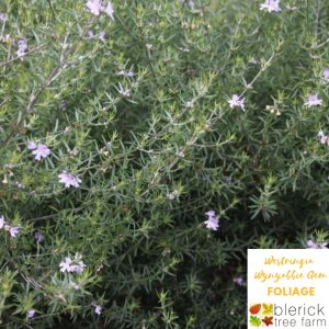 Westringia fruticosa - Wynyabbie Gem
