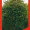 Zelkova serrata - Green Vase - Image 2