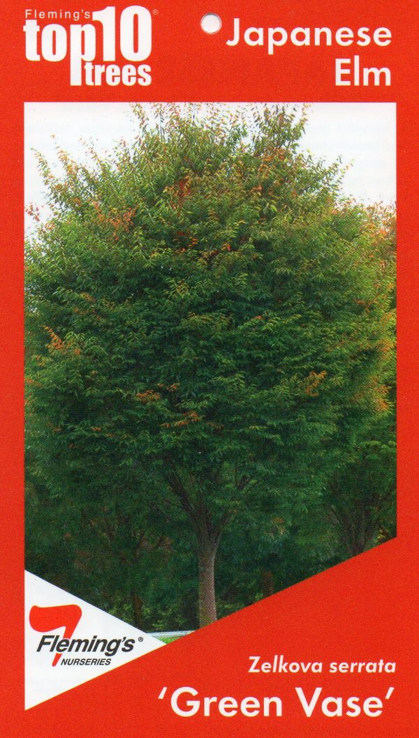 Zelkova serrata - Green Vase - Image 2