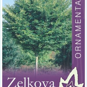 Zelkova serrata - Green Vase