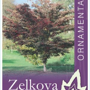 Zelkova serrata - Japanese Elm