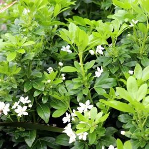 Choisya ternata - Mexican Orange Blossom