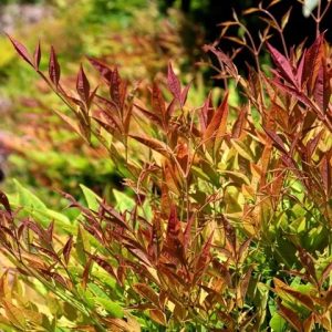 Moonbay Nandina