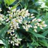 Moonbay Nandina - Image 2