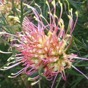 Grevillea 'Winpara Gold'