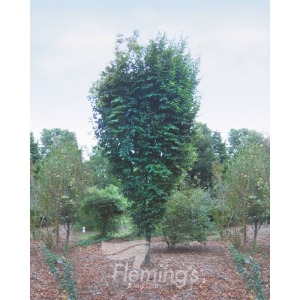 Zelkova serrata - Mushashino