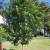 Tristaniopsis laurina ‘Luscious’ - Water Gum