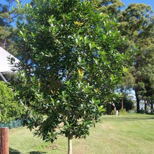 Tristaniopsis laurina ‘Luscious’ - Water Gum