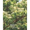 Cornus controversa 'June Snow' - Image 3