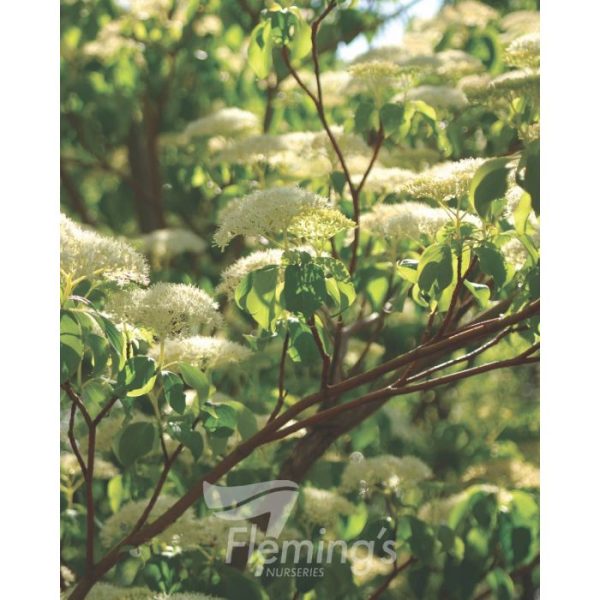 Cornus controversa 'June Snow' - Image 3