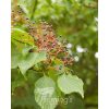 Cornus controversa 'June Snow' - Image 4