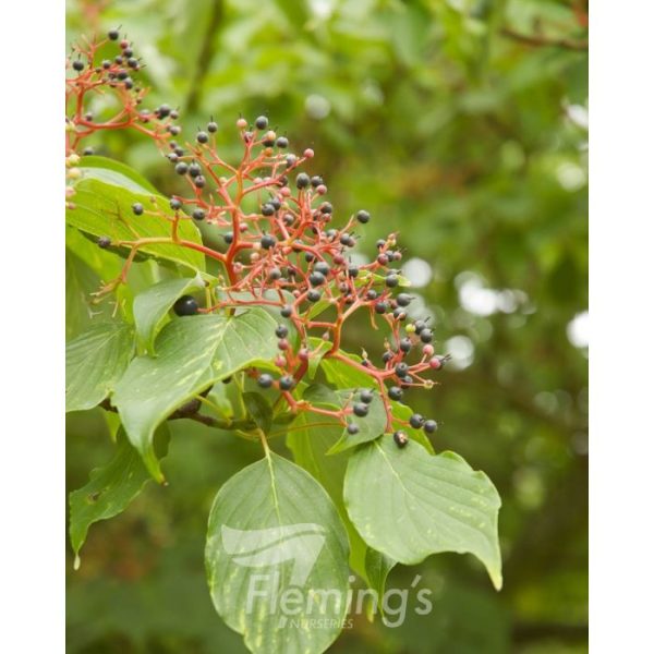 Cornus controversa 'June Snow' - Image 4