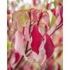 Cornus controversa 'June Snow' - Image 5
