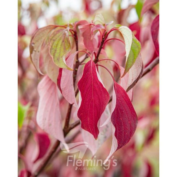 Cornus controversa 'June Snow' - Image 5