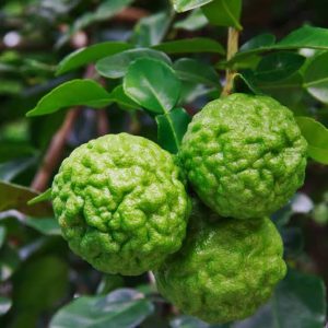 Lime - Kaffir
