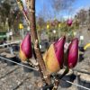 Magnolia -Black Tulip - Image 3