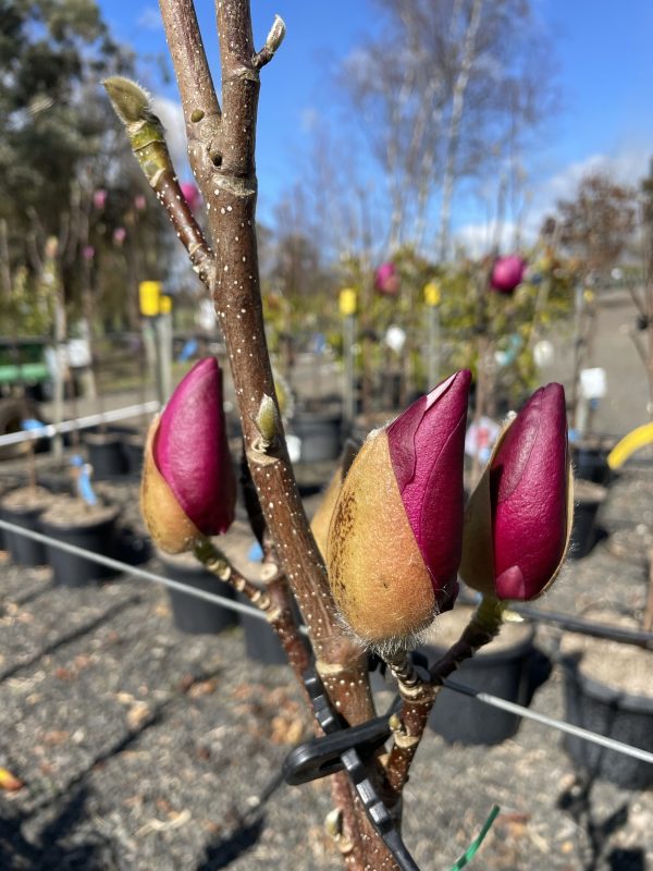 Magnolia -Black Tulip - Image 3
