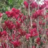 Magnolia - Burgundy Star - Image 3