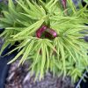 Acer palmatum - Mikawa-yatsubusa - Image 3
