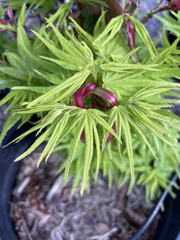 Acer palmatum - Mikawa-yatsubusa - Image 3